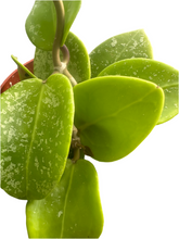 Load image into Gallery viewer, Hoya parasitica 'Splash' (4 Inch Round) Product vendor