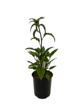 Load image into Gallery viewer, Perennial - Echinacea purpurea 'Panama Red Coneflower' (1 Gallon) Product vendor
