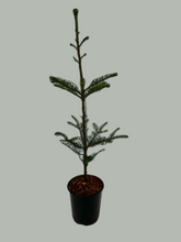 Load image into Gallery viewer, Abies procera 'Noble Fir' (1 Gallon) Product vendor