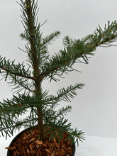 Load image into Gallery viewer, Abies procera 'Noble Fir' (1 Gallon) Product vendor