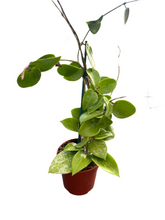 Load image into Gallery viewer, Hoya parasitica 'Splash' (4 Inch Round) Product vendor