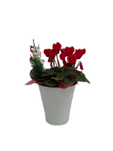 Load image into Gallery viewer, Christmas - Cyclamen (4 Inch Tin) Product vendor