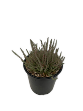 Load image into Gallery viewer, Shrub - Calluna vulgaris 'Silver Knight Summer Heather' (1 Gallon) Product vendor