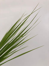 Load image into Gallery viewer, Grass - Panicum virgatum 'Northwind Switch Grass' (1 Gallon) Product vendor