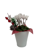 Load image into Gallery viewer, Christmas - Cyclamen (4 Inch Tin) Product vendor