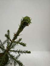 Load image into Gallery viewer, Abies procera 'Noble Fir' (1 Gallon) Product vendor