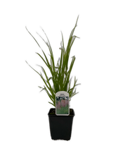 Load image into Gallery viewer, Grass - Cortaderia selloana 'Rosea Pampas Grass' (4 Inch) Product vendor