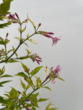 Load image into Gallery viewer, Staked/Vines - Jasminum × stephanense 'Stephan Jasmine' (1 Gallon) Product vendor