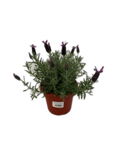 Load image into Gallery viewer, Ornamental Herb - Lavandula stoechas 'Purple Rain Spanish Trailing Lavender' (6 Inch Terracotta) Product vendor