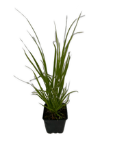 Load image into Gallery viewer, Grass - Cortaderia selloana 'Rosea Pampas Grass' (4 Inch) Product vendor