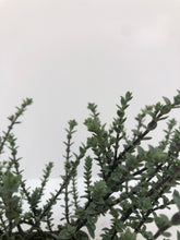 Load image into Gallery viewer, Shrub - Hebe pimeleoides 'Quicksilver' (1 Gallon) Product vendor