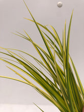 Load image into Gallery viewer, Acorus Gramineus 'Golden Variagated Sweet Flag' (4 inch) Product vendor