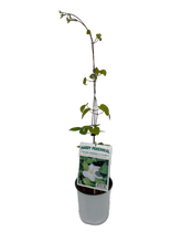 Load image into Gallery viewer, Staked/Vines - Clematis x hybrida 'Madame Le Coultre' (1 Gallon) Product vendor