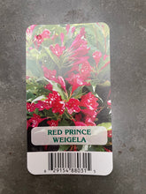 Load image into Gallery viewer, Succulent - Echeveria x hybrida 'Nina' (2 Inch Tin) Product vendor