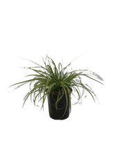 Load image into Gallery viewer, Grass - Carex oshimensis 'Evercolor Everest Sedge' (1 Gallon) Product vendor