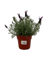 Load image into Gallery viewer, Ornamental Herb - Lavandula stoechas 'Purple Rain Spanish Trailing Lavender' (6 Inch Terracotta) Product vendor