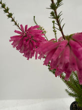 Load image into Gallery viewer, Annual - Erica verticillata 'African Fanfare' (1 Gallon) Product vendor