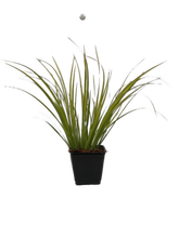 Load image into Gallery viewer, Acorus Gramineus 'Golden Variagated Sweet Flag' (4 inch) Product vendor