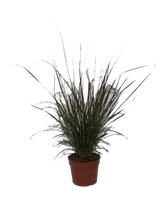 Load image into Gallery viewer, Grass - Pennisetum Setaceum 'Purple Fountain Grass Rubrum' (6 Inch Terracotta) Product vendor