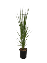 Load image into Gallery viewer, Grass - Panicum virgatum 'Northwind Switch Grass' (1 Gallon) Product vendor