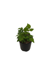 Load image into Gallery viewer, Fruit - Rubus x hybrida 'Triple Crown Blackberry' (1 Gallon) Product vendor