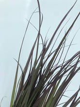 Load image into Gallery viewer, Grass - Pennisetum Setaceum 'Purple Fountain Grass Rubrum' (6 Inch Terracotta) Product vendor