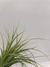 Load image into Gallery viewer, Grass - Carex oshimensis 'Evercolor Everest Sedge' (1 Gallon) Product vendor