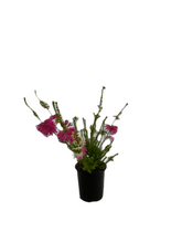 Load image into Gallery viewer, Annual - Erica verticillata 'African Fanfare' (1 Gallon) Product vendor