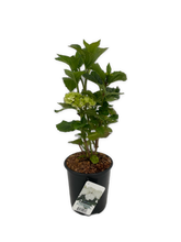 Load image into Gallery viewer, Shrub - Hydrangea macrophylla 'Hi Crystal' (1 Gallon) Product vendor
