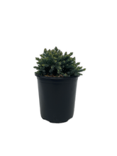 Load image into Gallery viewer, Shrub - Juniperus squamata 'Blue Star Juniper' (1 Gallon) Product vendor