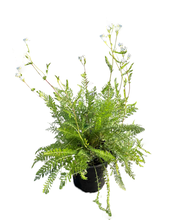 Load image into Gallery viewer, Perennial - Achillea millefolium 'White Yarrow' (4 Inch) Product vendor