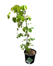 Load image into Gallery viewer, Shrub - Akebia quinata 'Chocolate Vine' (1 Gallon) Product vendor