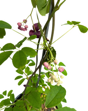 Load image into Gallery viewer, Shrub - Akebia quinata 'Chocolate Vine' (1 Gallon) Product vendor