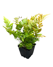 Load image into Gallery viewer, Fern - Dryopteris erythrosora 'Autumn Fern' (4 Inch) Product vendor