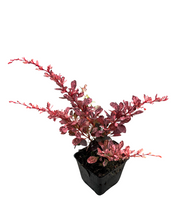 Load image into Gallery viewer, Shrub - Berberis thunbergii 'Variegated Barberry Rose Glow’ (4 Inch) Product vendor