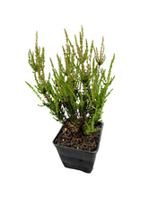 Load image into Gallery viewer, Shrub - Calluna vulgaris 'Allegro' (4 Inch) Product vendor