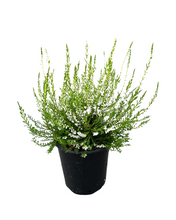 Load image into Gallery viewer, Shrub - Calluna vulgaris 'Summer White Heather' (1 Gallon) Product vendor