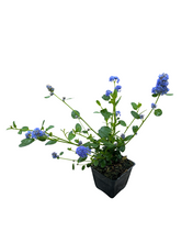 Load image into Gallery viewer, Shrub - Ceanothus impressus 'Victoria California Lilac’ (4 Inch) Product vendor