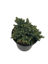 Load image into Gallery viewer, Shrub - Juniperus squamata 'Blue Star Juniper' (1 Gallon) Product vendor