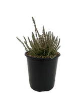 Load image into Gallery viewer, Shrub - Calluna vulgaris 'Silver Knight Summer Heather' (1 Gallon) Product vendor