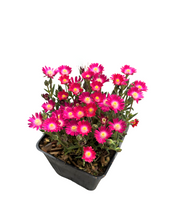 Load image into Gallery viewer, Succulent - Delosperma hybrida 'Jewel of the Desert Amethyst' (4 Inch) Product vendor