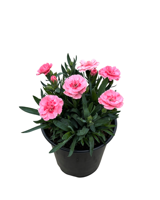 Annual - Dianthus Caryophyllus 'oscar Pink' (6 Inch Terracotta 