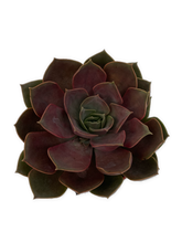 Load image into Gallery viewer, Succulent - Echeveria x hybrida 'Nina' (2 Inch Tin) Product vendor