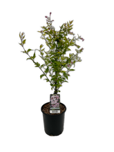 Load image into Gallery viewer, Staked/Vines - Jasminum × stephanense 'Stephan Jasmine' (1 Gallon) Product vendor