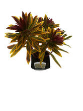 Load image into Gallery viewer, Perennial - Euphorbia x martinii ‘Ascot Rainbow Spurge’ (4 Inch) Product vendor