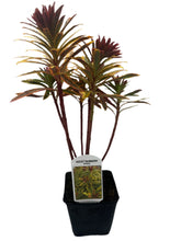 Load image into Gallery viewer, Perennial - Euphorbia x martinii ‘Ascot Rainbow Spurge’ (4 Inch) Product vendor