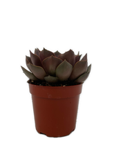 Load image into Gallery viewer, Succulent - Echeveria x hybrida 'Nina' (2 Inch Tin) Product vendor