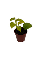 Load image into Gallery viewer, Tropical - Epipremnum Aureum 'Golden Pothos' (4 Inch Round) Product vendor