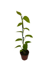 Load image into Gallery viewer, Tropical - Epipremnum Aureum 'Golden Pothos' (4 Inch Round) Product vendor