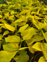 Load image into Gallery viewer, Tropical - Epipremnum Aureum 'Golden Pothos' (4 Inch Round) Product vendor